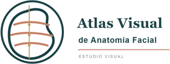 Atlas Visual de Anatomía Facial